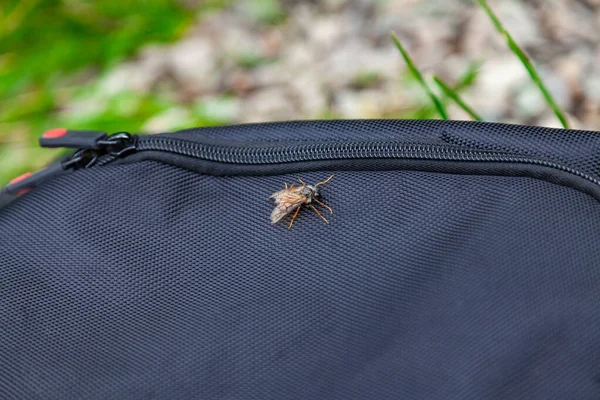 Een gevaarlijk schadelijk insect is een gadvlieg die besmettelijk overbrengt. — Stockfoto