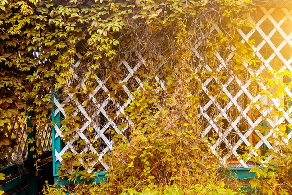 White wooden fence in the garden with green ivy leaves encirclin — Stock Photo, Image