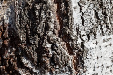 Siyah beyaz huş gövdesi ahşap dokusuna yakın. Bir Rus ormanında bir yaz günü kalın kabuklu. Duvar kâğıdı ve afişler için arka plan..