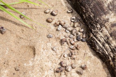 Birçok kahverengi salyangoz kabuklu deniz ürünleri ahşap yakınındaki kumlu deniz kıyısında. Sıcak ülkelerde yaz tatili kavramı.