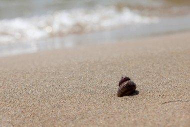 Kumlu deniz kıyısında ıslak kahverengi salyangoz kabukluları. Sıcak ülkelerde yaz tatili kavramı.