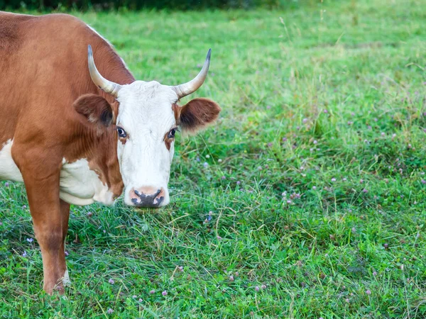 Primer Plano Cabeza Una Vaca Marrón Blanca Con Cuernos Hierba — Foto de Stock
