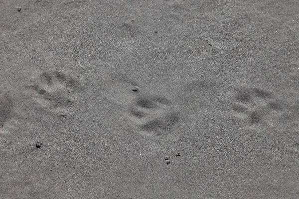Close-up of animal footprints - dog on the beach on the gray shore. Background for wallpaper, post or illustrations in social networks.