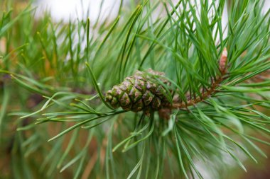 Yeşil kozalaklı ağaçta olgunlaşmamış koni ve bir yaz günü parkta uzun iğneler. Vahşi hayvanlar için yiyecek - sincaplar, kuşlar, ayılar, sincaplar.