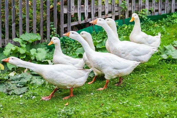 Egy Csapat Fehér Liba Kacsa Narancssárga Csőrrel Sziszegve Nyakukat Fújva — Stock Fotó