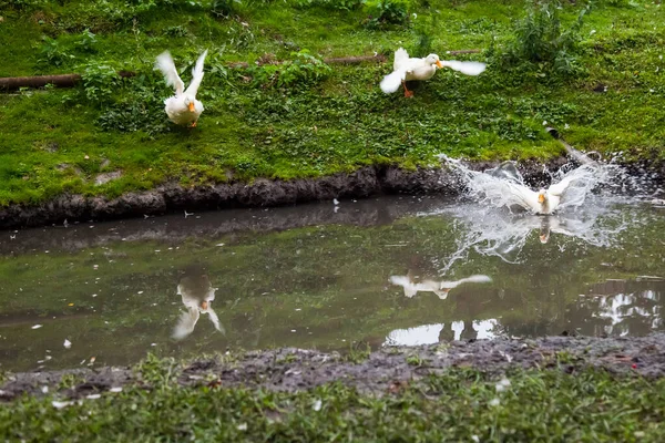 Gansos Brancos Com Bicos Amarelos Correm Para Lagoa Com Suas — Fotografia de Stock