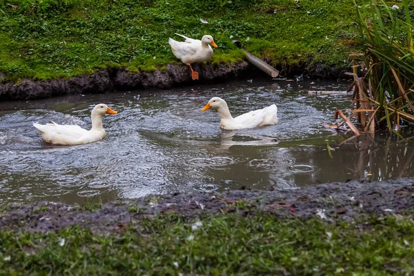 Três Patos Brancos Com Bicos Laranja Patas Flutuando Uma Lagoa — Fotografia de Stock