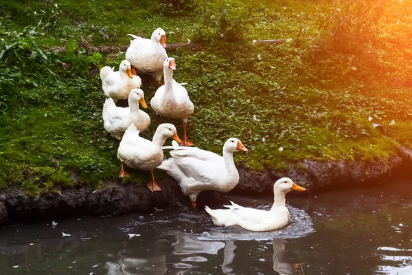 Een Groep Witte Ganzen Eenden Met Gele Snavels Poten Marcheren — Stockfoto