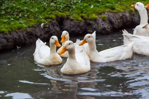 Een Kudde Eenden Ganzen Van Witte Kleur Met Gele Snavels — Stockfoto