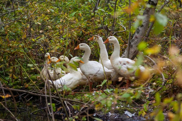 Egy Csapat Fehér Kacsa Liba Sárga Csőrrel Őszi Erdőben Vadonban — Stock Fotó