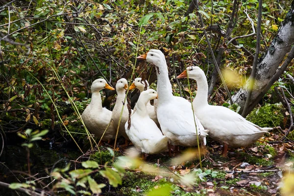 一群长着黄嘴的白鸭和鹅在秋天的树木和野草的背景下挤成一团 — 图库照片