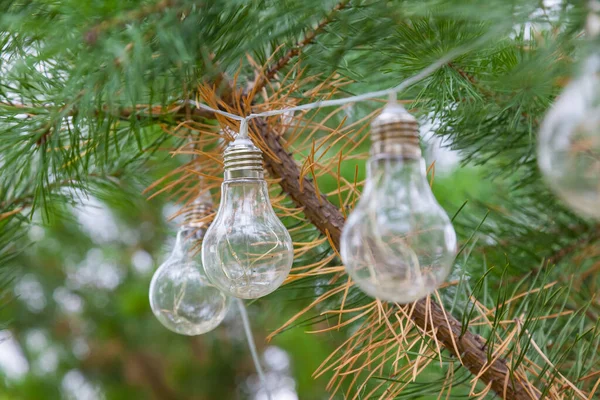 Transparent glass decorative pear-shaped lamps on a garland hung on a coniferous tree with green needles to decorate and consecrate the park at night