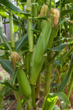 Olgun kulaklı yeşil mısır saplarına yakın çekim için bir tarlada tahıl işlemek ve ayrıştırmak için endüstriyel ölçekte bir yaz günü.