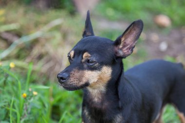Siyah ve kahverengi bir teriyer köpeğinin yakın plan çekimi. Bir yaz günü yeşil çimenlerin arka planında. Anti-tiklerin reklamları için arka plan.
