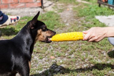 Oyuncak Terrier ailesinin siyah ve kahverengi minyatürü ev sahibesinin elinden haşlanmış mısırla tedavi edilir..