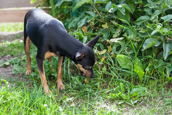 A dog of a small breed of the toy terrier family, black and brown, bent down and eats grass in the spring against the backdrop of a green park. Lack of vitamins in pets in need of a balanced feed.