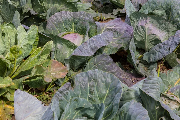 野菜の庭で青と緑の葉を持つキャベツのベッドの終わり 冬の収穫と漬物のための新鮮な野菜の秋の収穫で栽培されました 害虫駆除業者の背景 — ストック写真