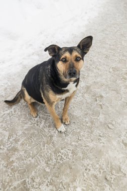 Üzgün bir sokak köpeği karda oturur ve korunmayı ya da beslenmeyi bekler. Terk edilmiş hayvanların yalnızlığı.