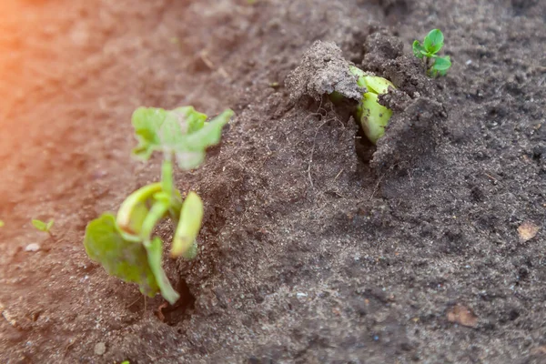 太陽の下で育つ苗の若いジューシーな緑の春の芽によって地面に植えられた発芽種子の終わり 庭での新しい植物の生活の誕生 — ストック写真