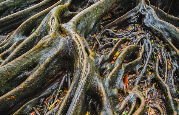 Büyük ağaç kökleri güzel, Moss ve sarı yapraklar ormandaki kapatın.