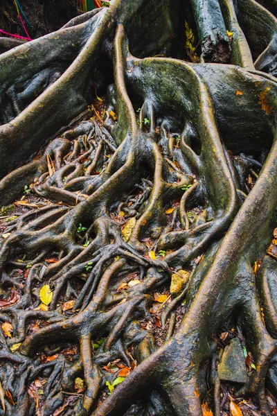 Büyük ağaç kökleri güzel, Moss ve sarı yapraklar ormandaki kapatın.