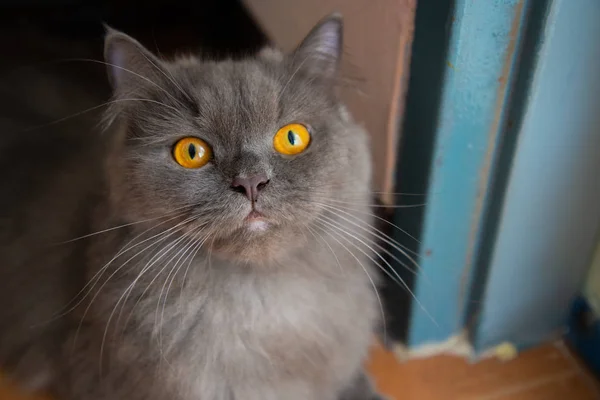Fokus För Persiska Gray Katt Ansikte Och Gyllene Ögon Chockerande — Stockfoto