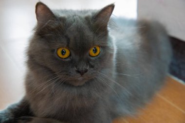 Farsça gri kedi yüz ve altın gözler odak noktasıdır şok edici, korkuyor, korkutma. Evde beslenen hayvan