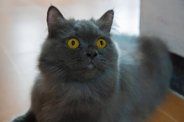 Foco Cara Gato Cinza Persa Olhos Dourados Chocante Com Medo — Fotografia de Stock