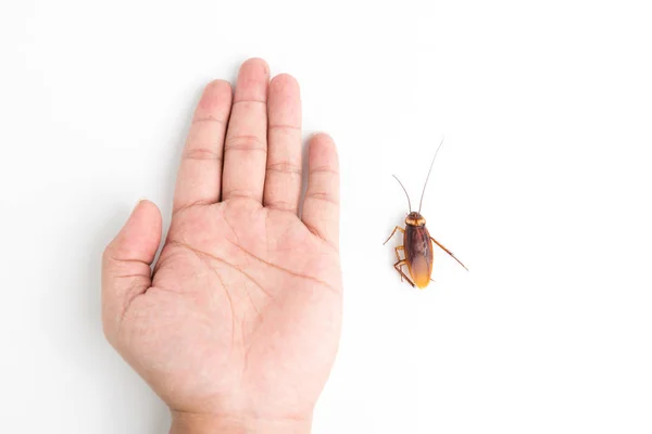 Enfoque Cucaracha Corporal Mano Humana Sosteniendo Aislado Sobre Fondo Blanco — Foto de Stock
