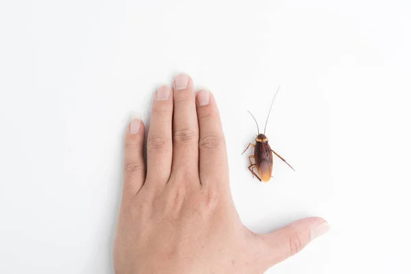 Enfoque Cucaracha Corporal Mano Humana Sosteniendo Aislado Sobre Fondo Blanco — Foto de Stock