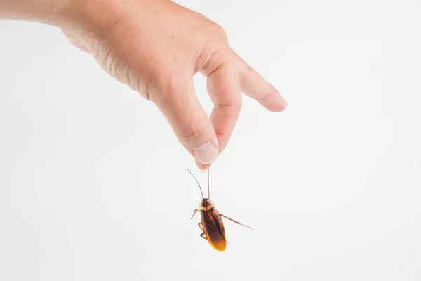 Enfoque Mano Sosteniendo Cucaracha Corporal Aislada Sobre Fondo Blanco Enfermedades — Foto de Stock