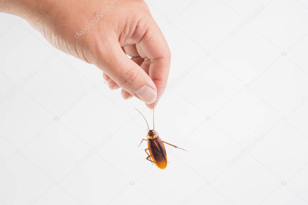 Focus hand holding body cockroach isolated on white background. Contagious diseases in the kitchen