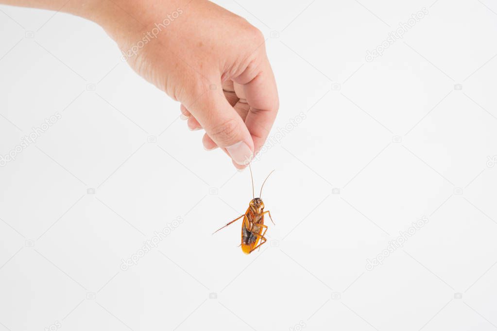 Focus hand holding body cockroach isolated on white background. Contagious diseases in the kitchen