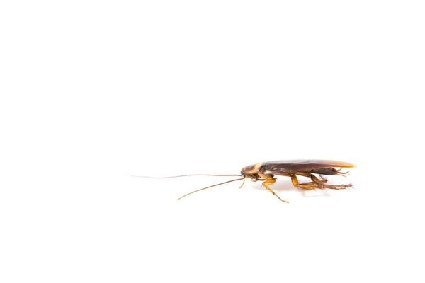 聚焦身体蟑螂查出在白色背景 — 图库照片