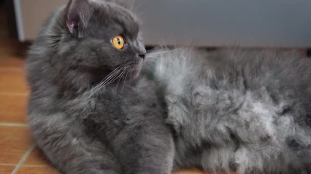 ペルシャの灰色の猫顔と金色の目の焦点は 衝撃的な怖い 怖がらせる — ストック動画