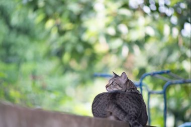 Yumuşak bir kahverengi tekir kedi yavru kedi duvarda yürüme odaklan. Arka plan bulanıklık Vintage tarzı.