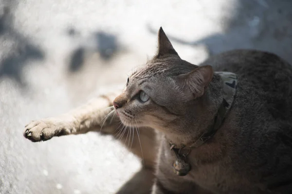 Miękkie Skupić Się Brązowy Pręgowany Kot Kitten Chodzenie Ścianie Styl — Zdjęcie stockowe