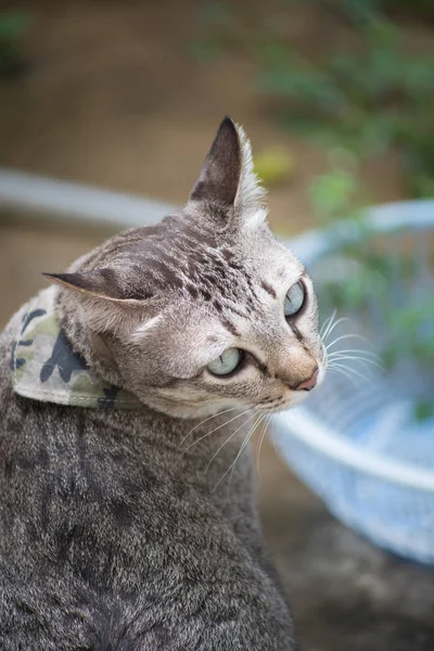 Nieostrość Głowy Brązowy Pręgowany Kot Kitten Twarz Oczy Złote Jest — Zdjęcie stockowe