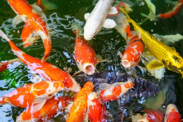 Colorful Fancy carp fish or koi fish in the pond