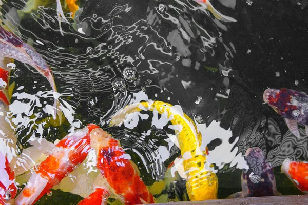 Kolorowe Karpie Fantazyjnych Ryb Lub Koi Ryb Stawie Koncepcja Kolor — Zdjęcie stockowe