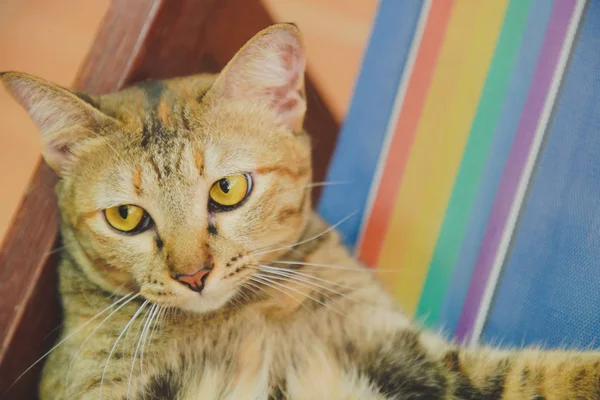 赤と茶色のぶち猫猫子猫顔と金色の目の焦点 — ストック写真