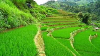 yavaş hareket kaydırma kamera klibi. Mu Cang Chai ve sapa Vietnam 'da güzel teraslanmış pirinç çeltik tarlası ve dağ manzarası