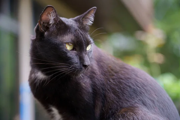 Тайский портрет черной кошки и желтые глаза, смотрящие на что-то — стоковое фото