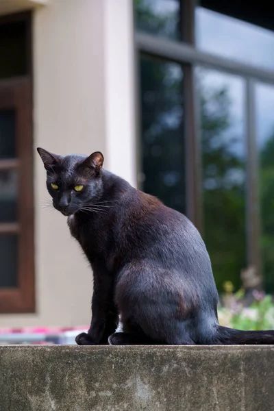 Czarny kot tajski portret i żółte oczy patrząc na coś na — Zdjęcie stockowe