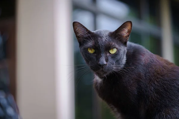 Czarny kot tajski portret i żółte oczy patrząc na coś na — Zdjęcie stockowe