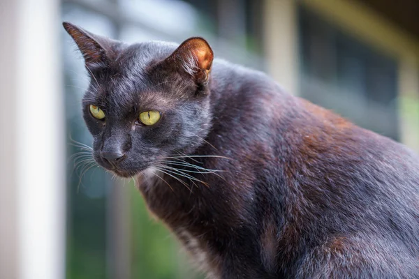 Тайский портрет черной кошки и желтые глаза, смотрящие на что-то — стоковое фото