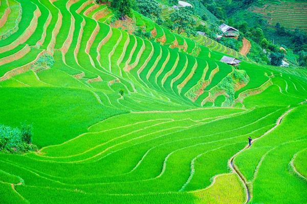 Um homem caminhando no centro belo campo de arroz com arroz em terraços — Fotografia de Stock