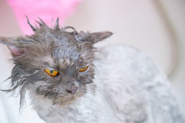 Komik ıslak beyaz bir pers kedi veya kedi yavrusu ve turuncu gözleri banyo veya 