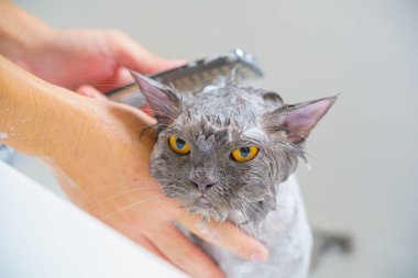 Komik ıslak beyaz bir pers kedi veya kedi yavrusu ve turuncu gözleri banyo veya 
