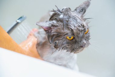 Komik ıslak beyaz bir pers kedi veya kedi yavrusu ve turuncu gözleri banyo veya 